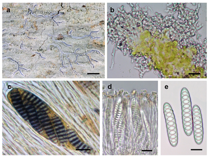 New Lichen species reveals ancient symbiosis in the Western Ghats |  Department Of Science & Technology