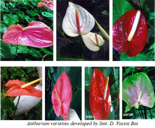 NIF boosts new varieties of Anthurium, a flower with high market value, by lady innovator from Kerala  