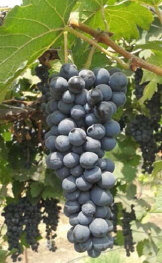 Grape variety from ARI, Pune gives excellent juice