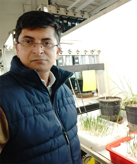 INSPIRE Faculty fellow’s engineering of heat-tolerant variety with increase in grain yield may improve wheat productivity 