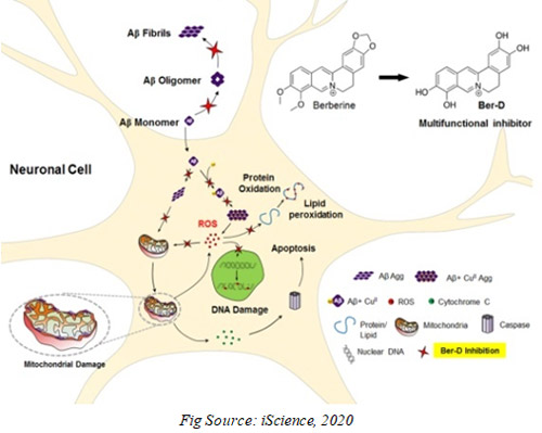 JNCASR scientists develop a natural product based Alzheimer inhibitor