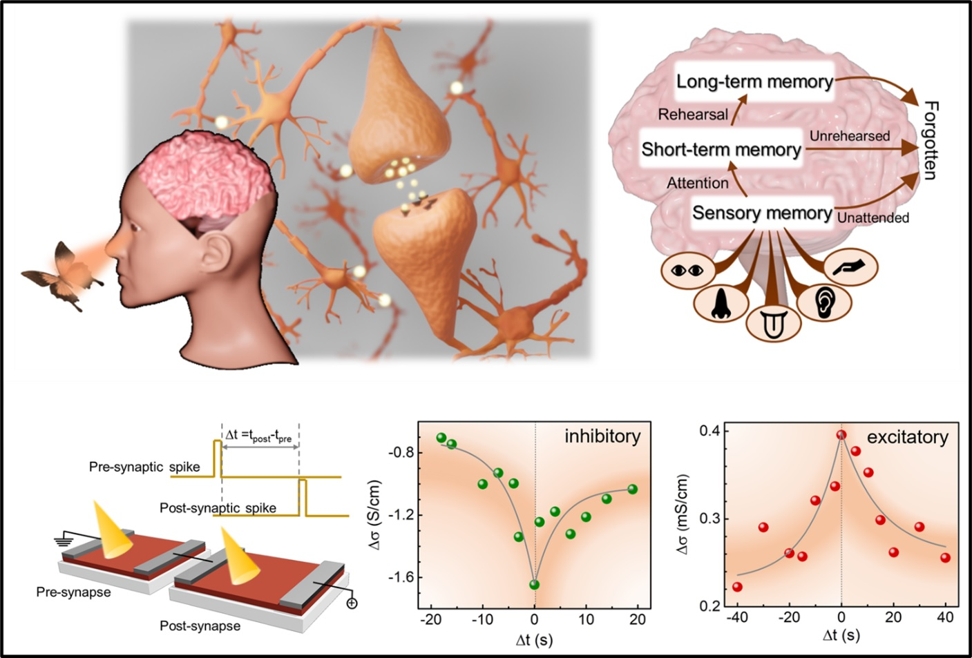 Human brain stimulated by artificial synaptic device