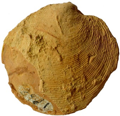 Pune scientists predate ancestry of an Indo-pacific mollusc & trace it to Kachchh