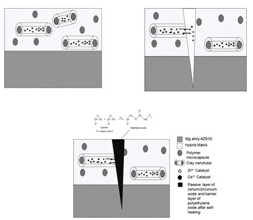 Schematic representation of the self-healing mechanism of coating on Mg alloy substrate